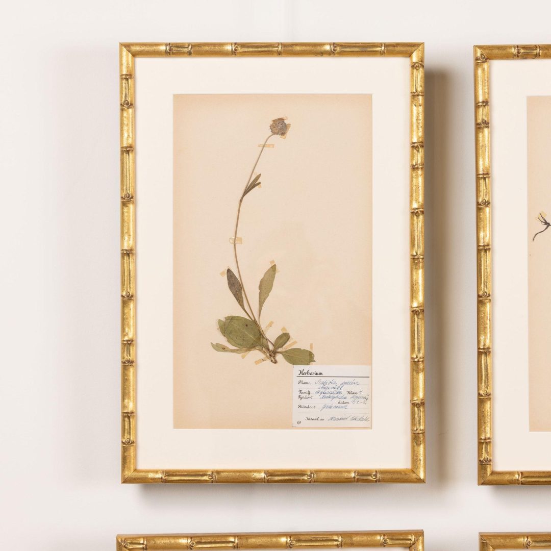 1_2285_Collection_of_Swedish_framed_herbarium_studies-0002