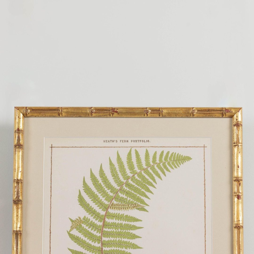 2_1945E_19th_century_framed_english_fern_chromolithograph_003
