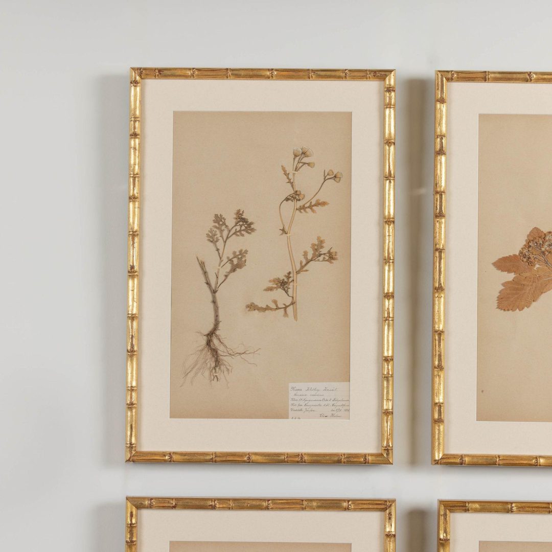 2_1947_19th_century_collection_of_nine_framed_Swedish_herbarium_studies_004