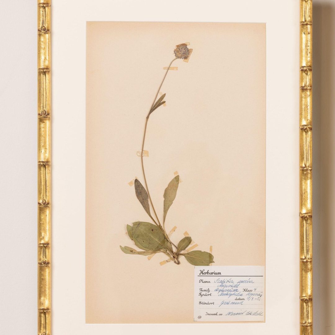 2_2285_Collection_of_Swedish_framed_herbarium_studies-0003