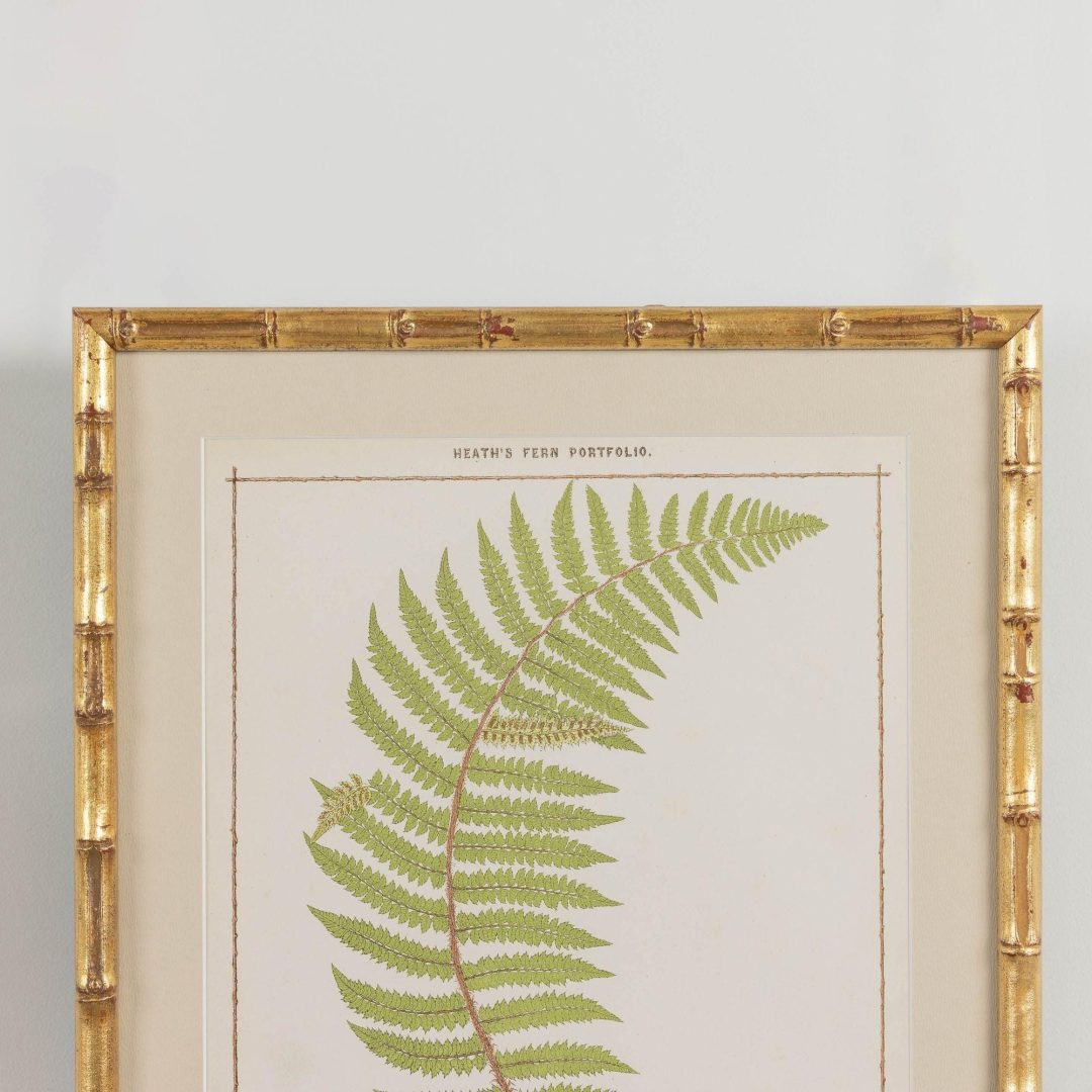 3_1945E_19th_century_framed_english_fern_chromolithograph_004