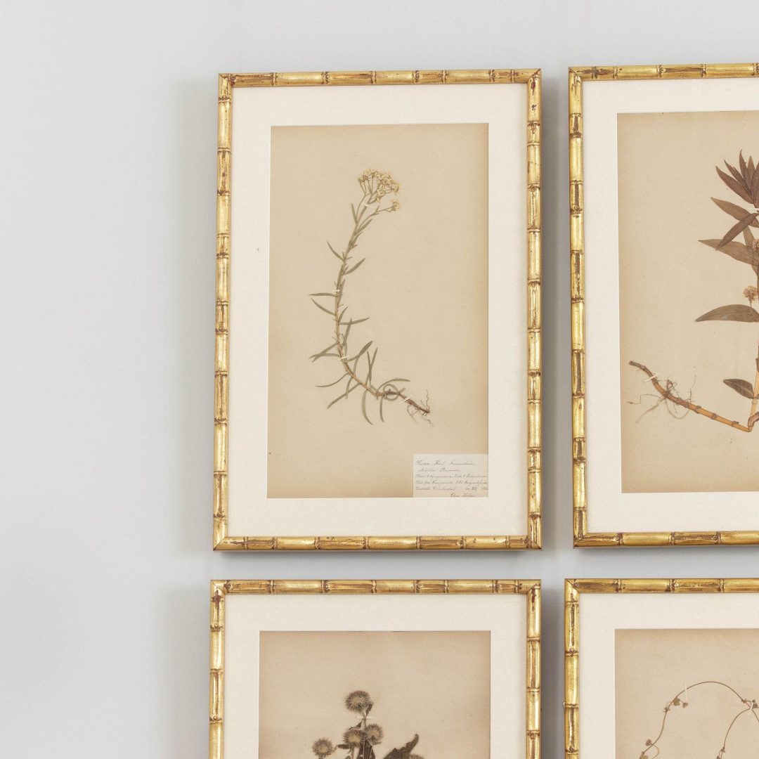 3_1946_19th_century_swedish_collection_of_nine_framed_herbarium_studies_004