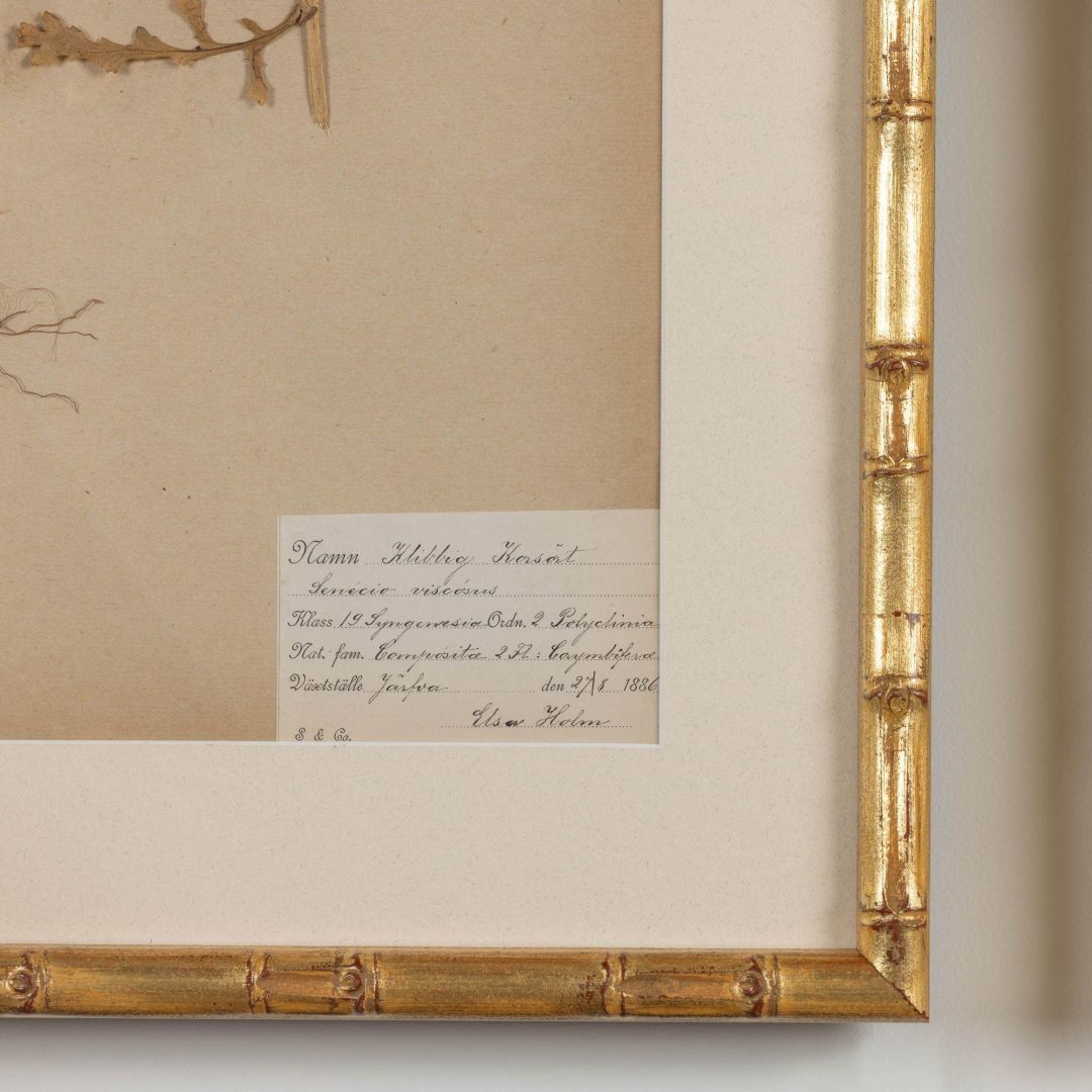 3_1947_19th_century_collection_of_nine_framed_Swedish_herbarium_studies_005