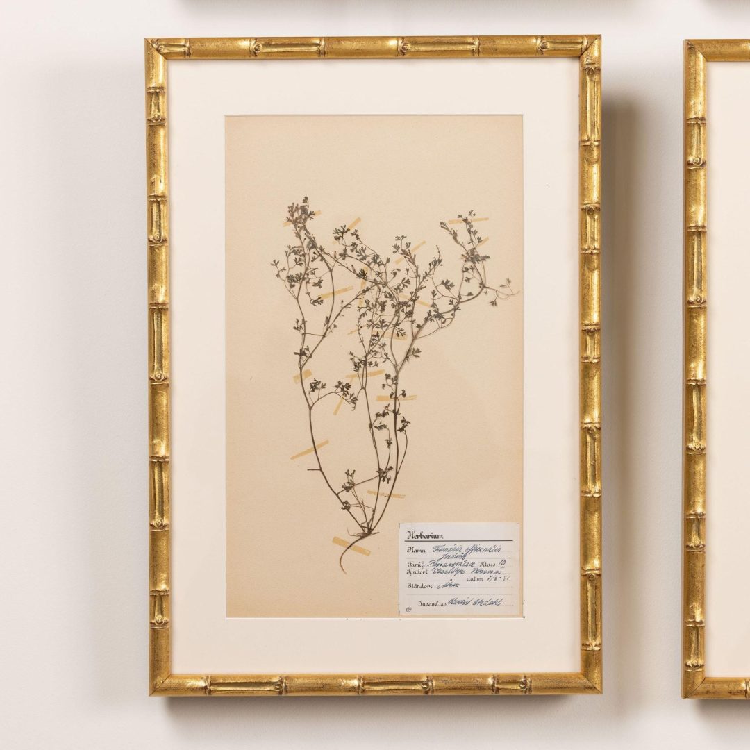 3_2285_Collection_of_Swedish_framed_herbarium_studies-0004