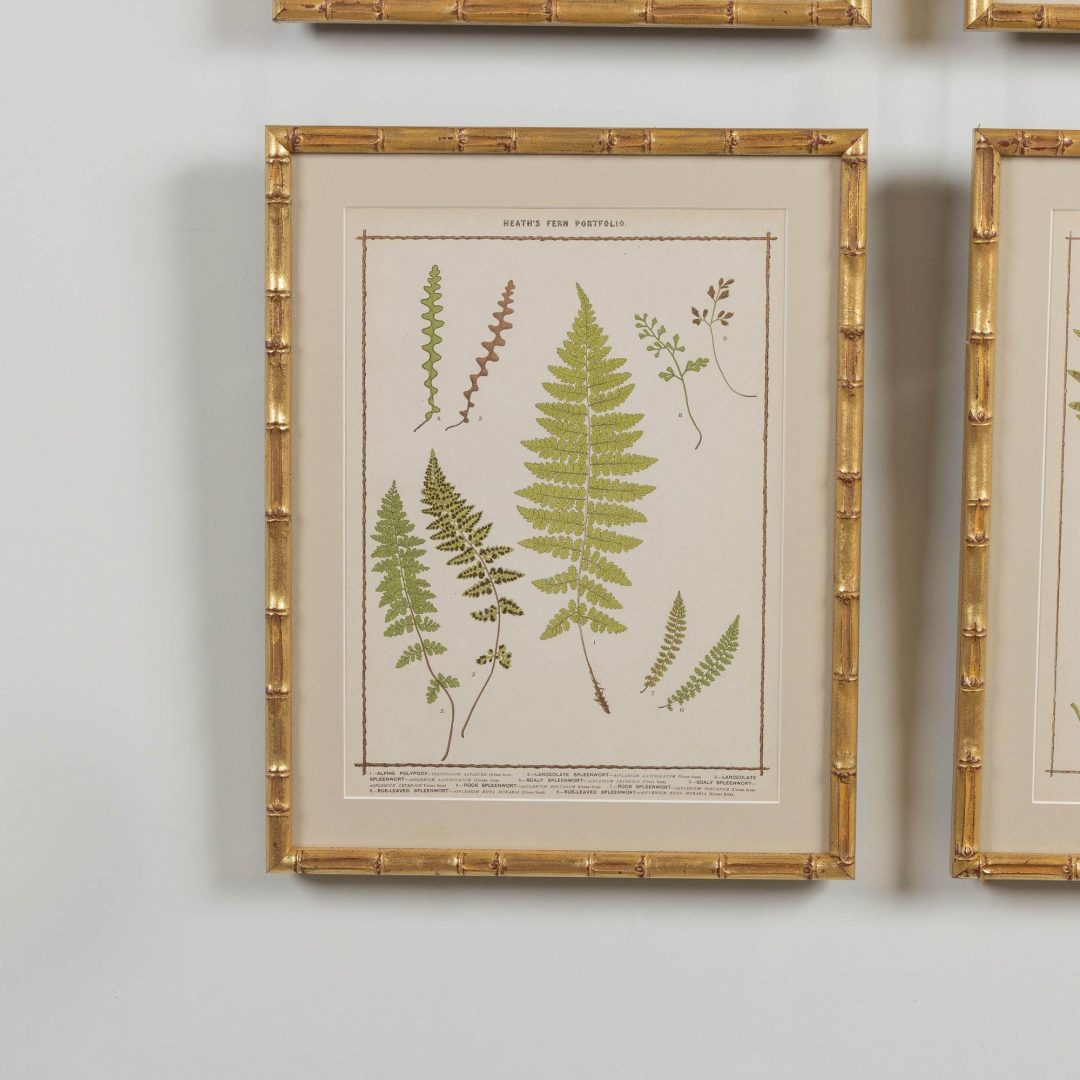 4_1945A_19th_century_collectoin_of_four_framed_english_fern_chromolithographs_006
