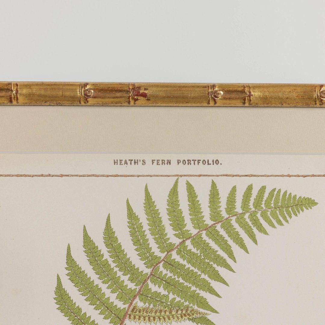 4_1945E_19th_century_framed_english_fern_chromolithograph_005