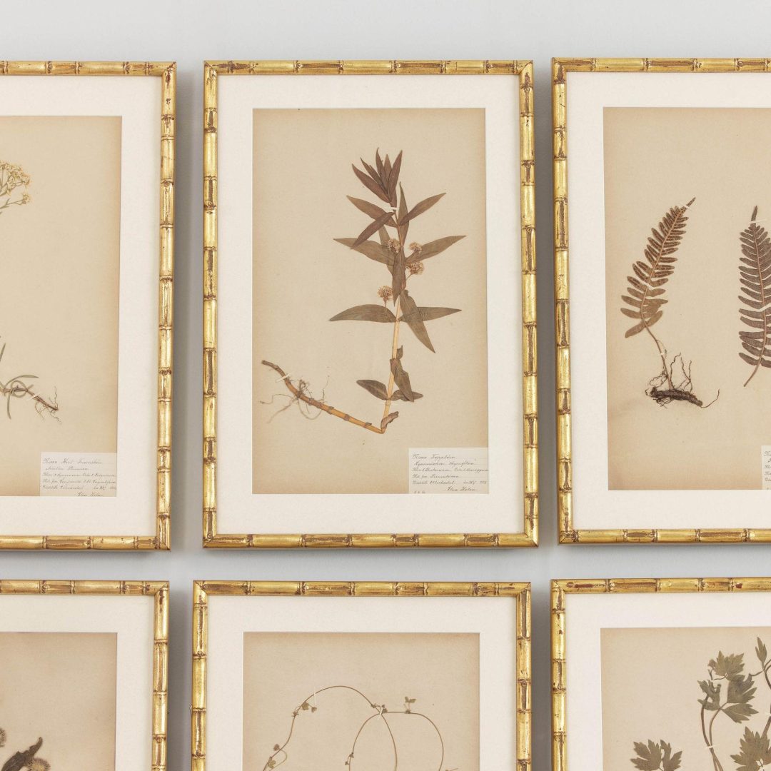 4_1946_19th_century_swedish_collection_of_nine_framed_herbarium_studies_005