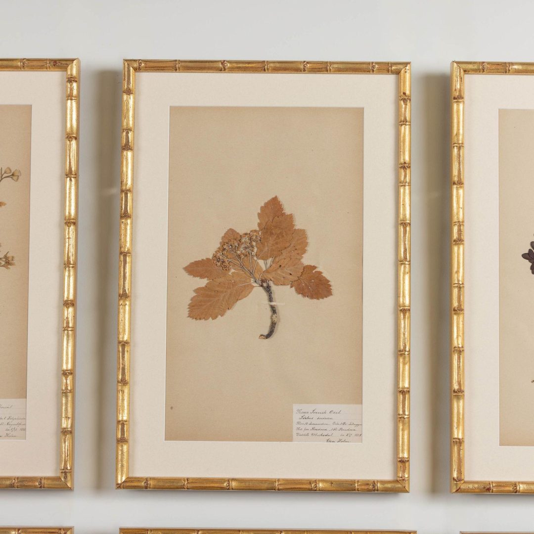 4_1947_19th_century_collection_of_nine_framed_Swedish_herbarium_studies_006