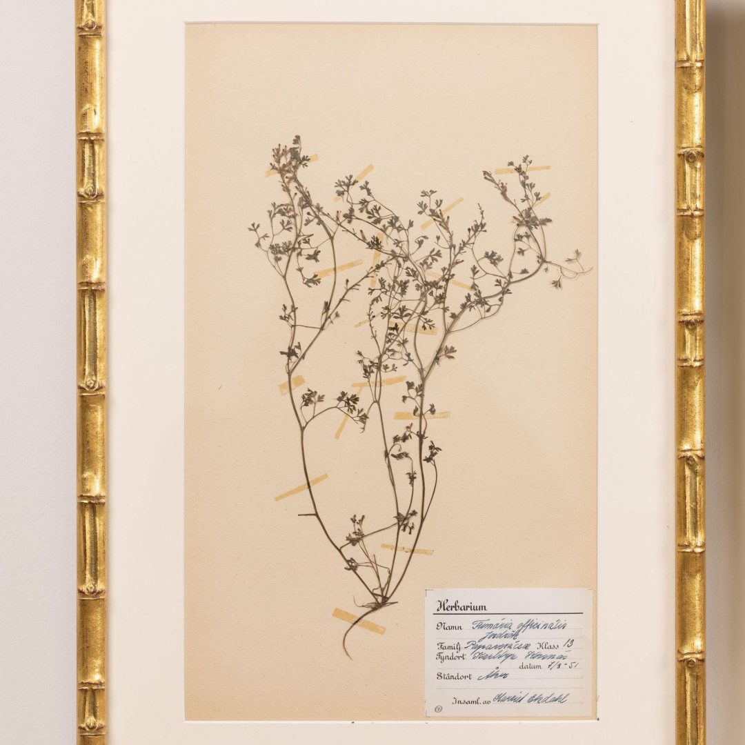 4_2285_Collection_of_Swedish_framed_herbarium_studies-0005
