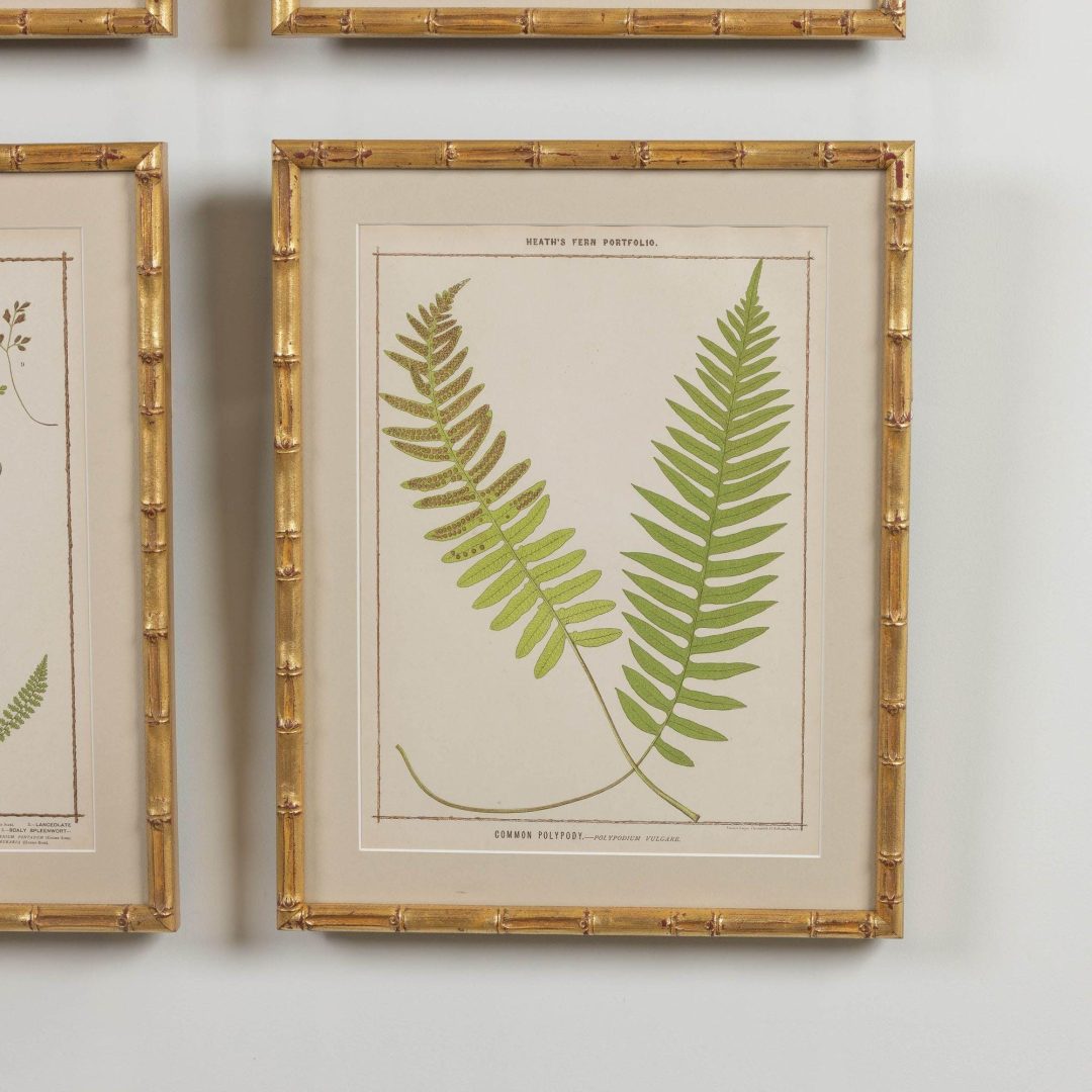 5_1945A_19th_century_collectoin_of_four_framed_english_fern_chromolithographs_007