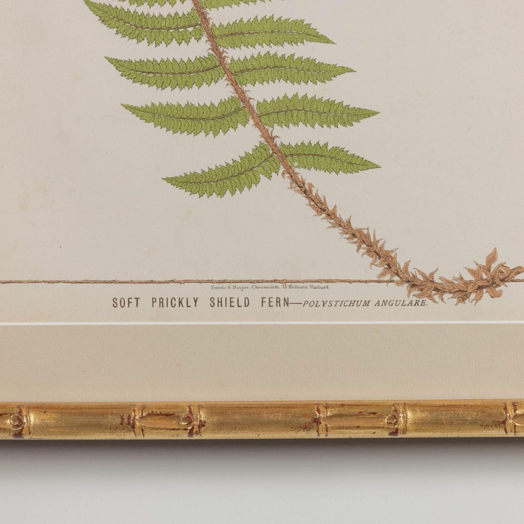 5_1945E_19th_century_framed_english_fern_chromolithograph_006