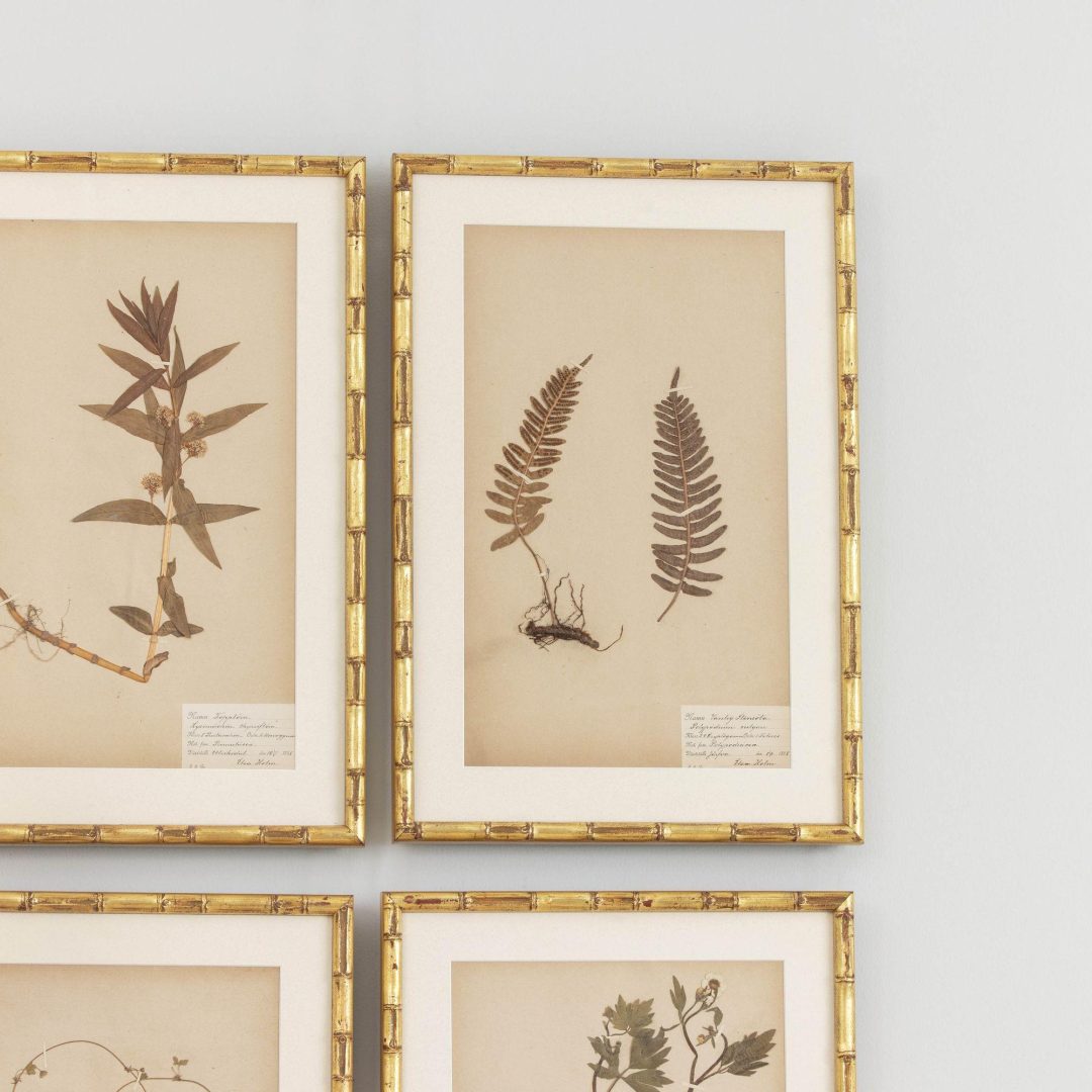 5_1946_19th_century_swedish_collection_of_nine_framed_herbarium_studies_006