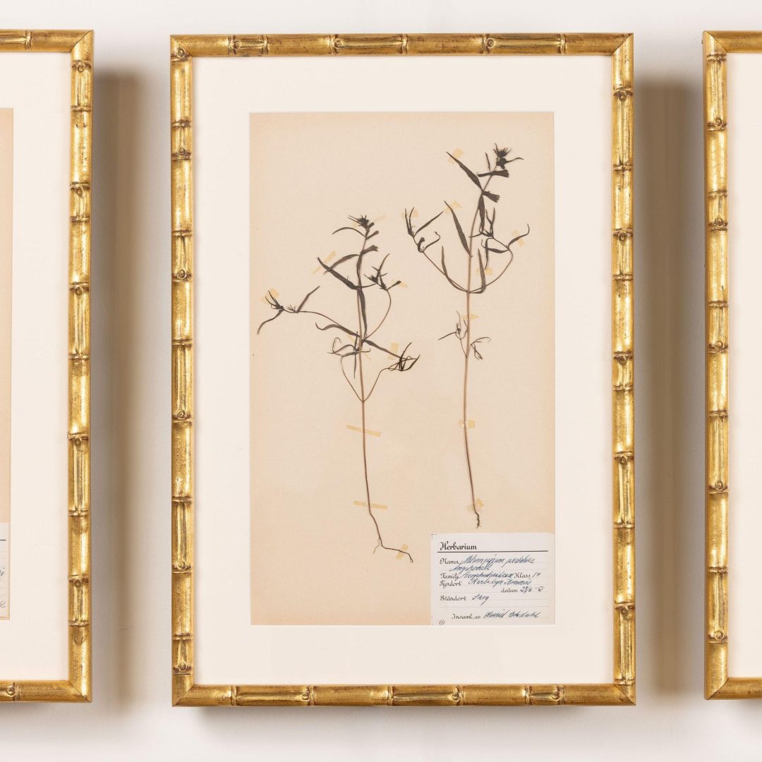 5_2285_Collection_of_Swedish_framed_herbarium_studies-0006