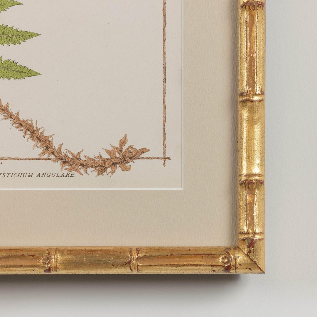 6_1945E_19th_century_framed_english_fern_chromolithograph_007