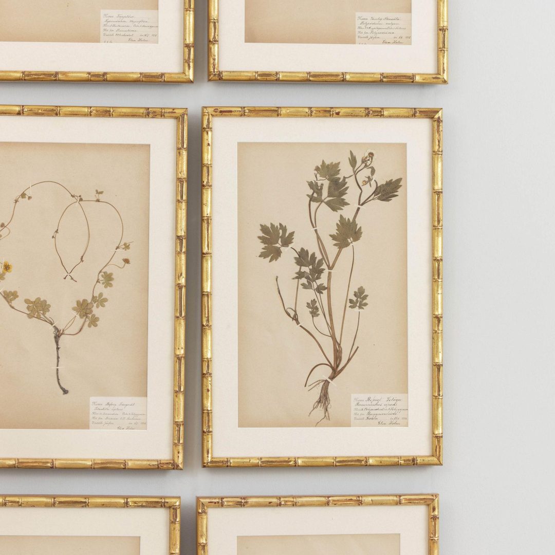 6_1946_19th_century_swedish_collection_of_nine_framed_herbarium_studies_007