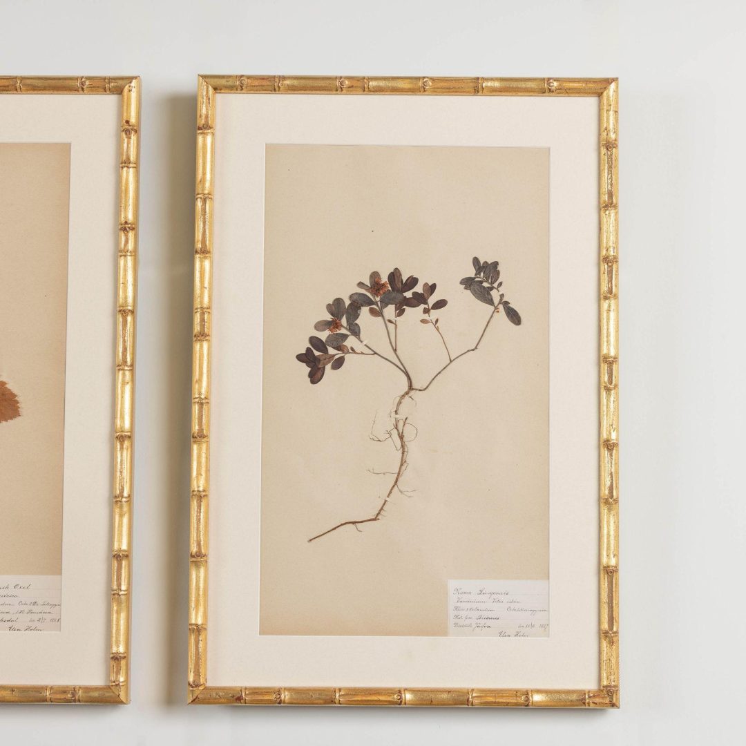 6_1947_19th_century_collection_of_nine_framed_Swedish_herbarium_studies_008