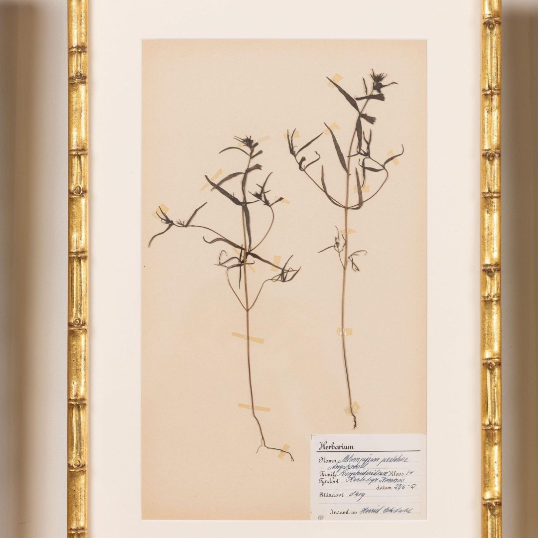 6_2285_Collection_of_Swedish_framed_herbarium_studies-0007