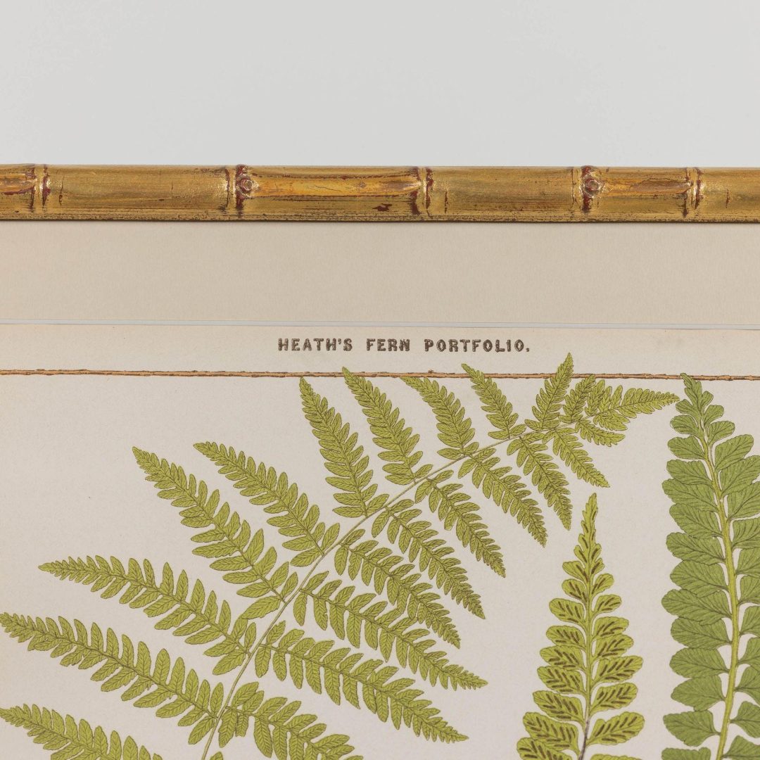 7_1945A_19th_century_collectoin_of_four_framed_english_fern_chromolithographs_009