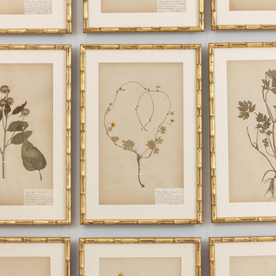 7_1946_19th_century_swedish_collection_of_nine_framed_herbarium_studies_008