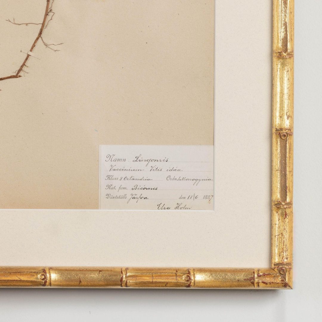 7_1947_19th_century_collection_of_nine_framed_Swedish_herbarium_studies_009