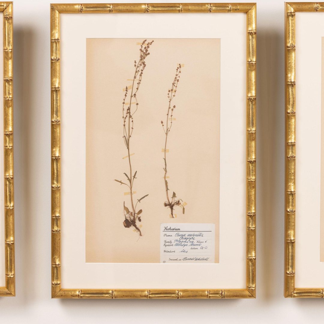 7_2285_Collection_of_Swedish_framed_herbarium_studies-0008