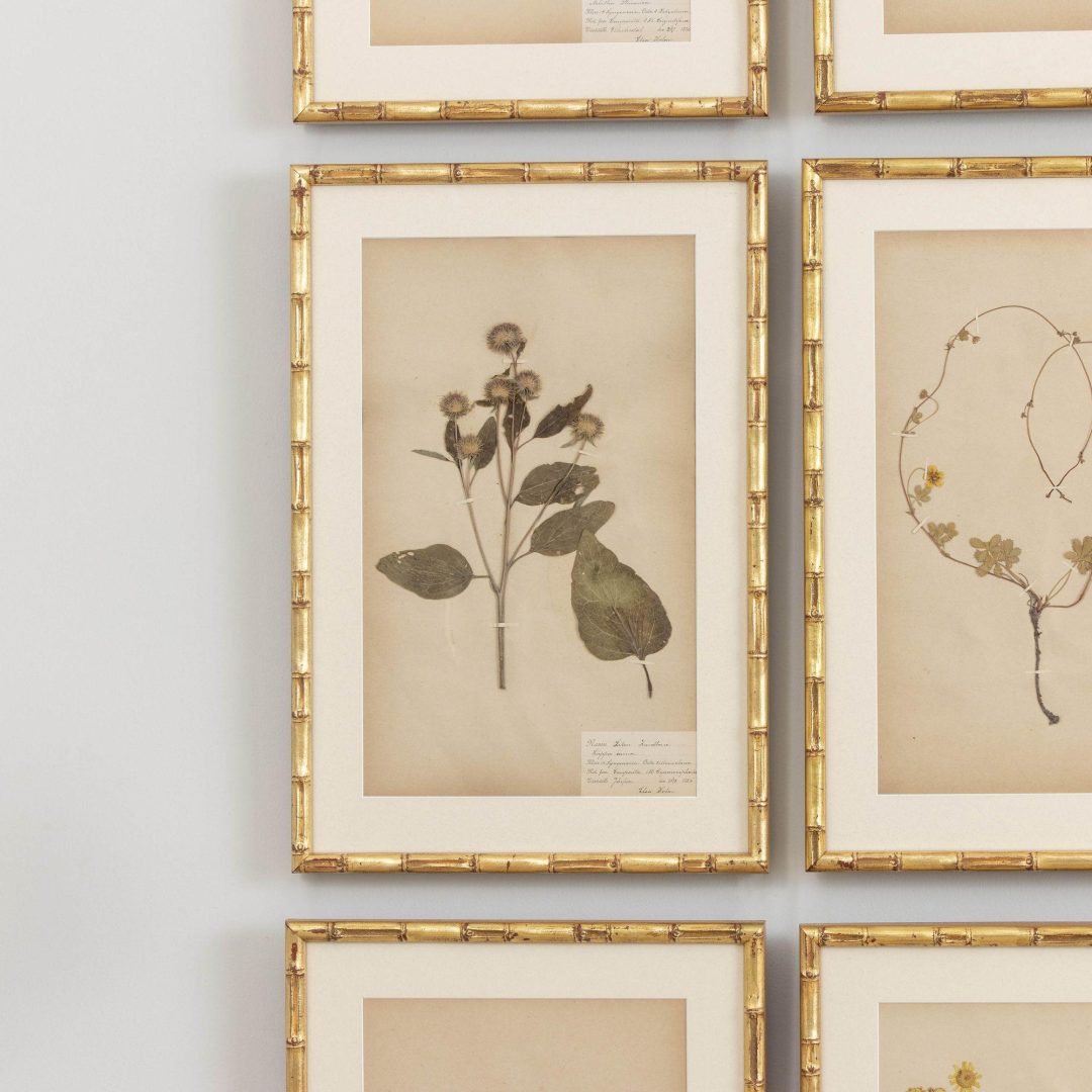 8_1946_19th_century_swedish_collection_of_nine_framed_herbarium_studies_009