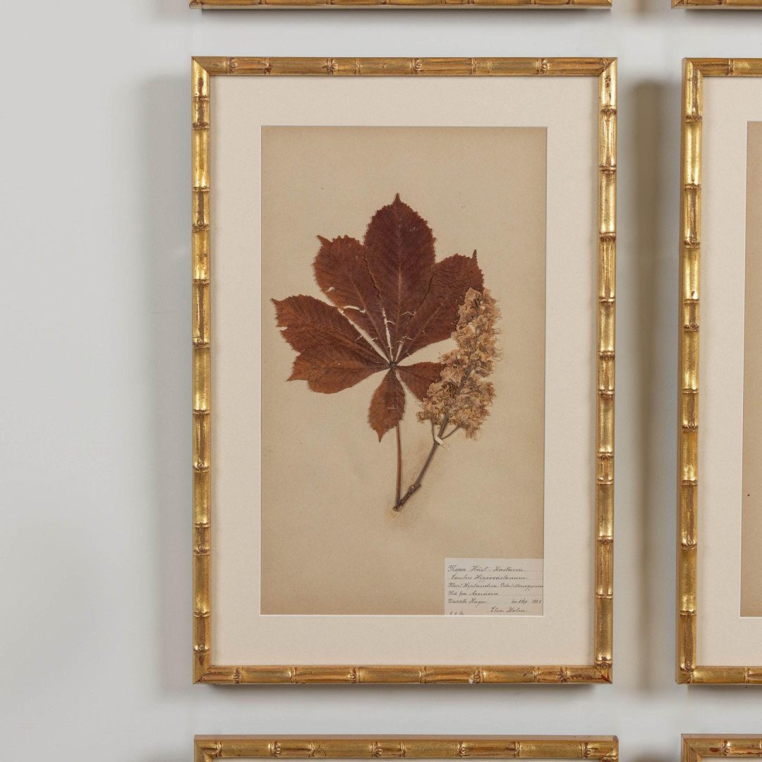 8_1947_19th_century_collection_of_nine_framed_Swedish_herbarium_studies_010