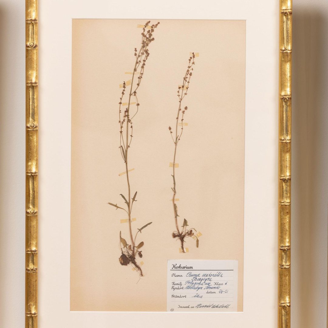 8_2285_Collection_of_Swedish_framed_herbarium_studies-0009