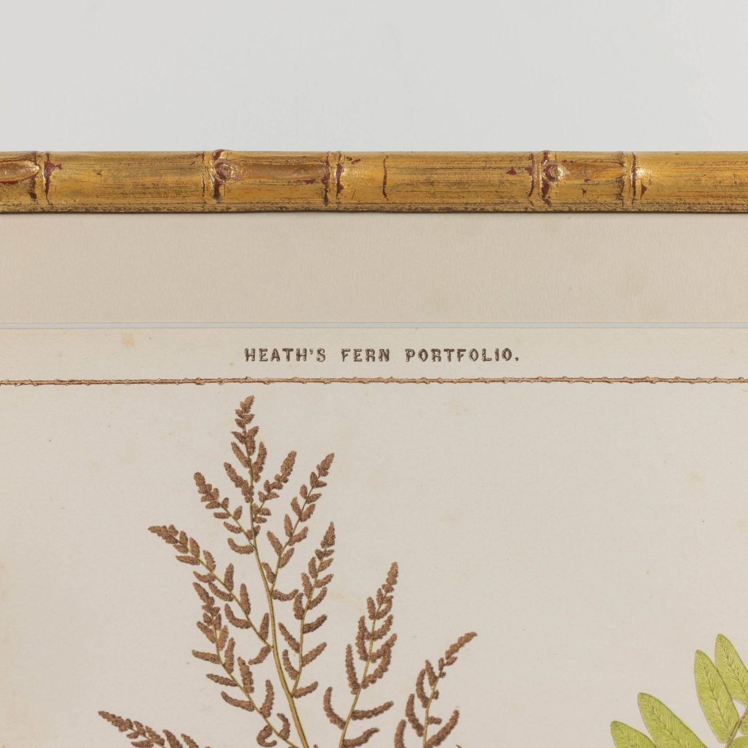 9_1945A_19th_century_collectoin_of_four_framed_english_fern_chromolithographs_011
