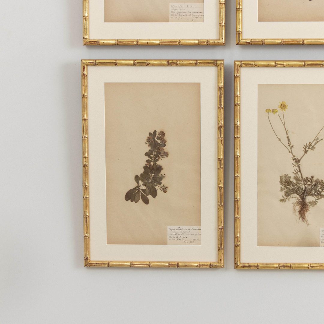 9_1946_19th_century_swedish_collection_of_nine_framed_herbarium_studies_010