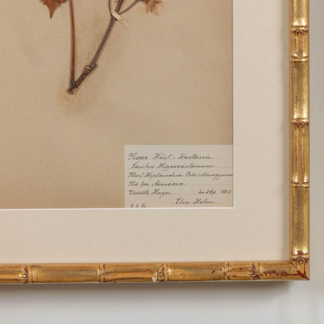 9_1947_19th_century_collection_of_nine_framed_Swedish_herbarium_studies_011