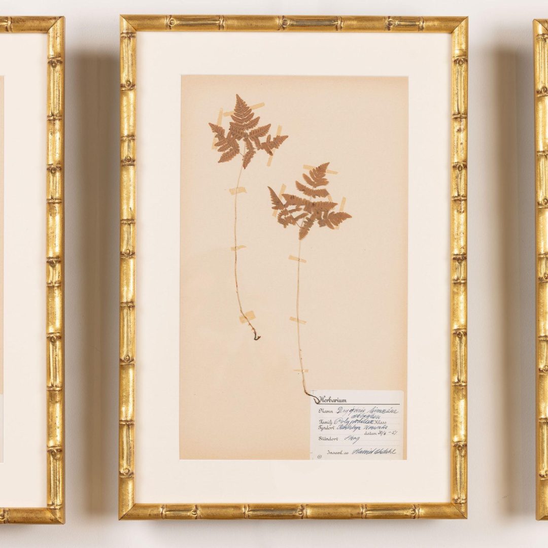 9_2285_Collection_of_Swedish_framed_herbarium_studies-0010