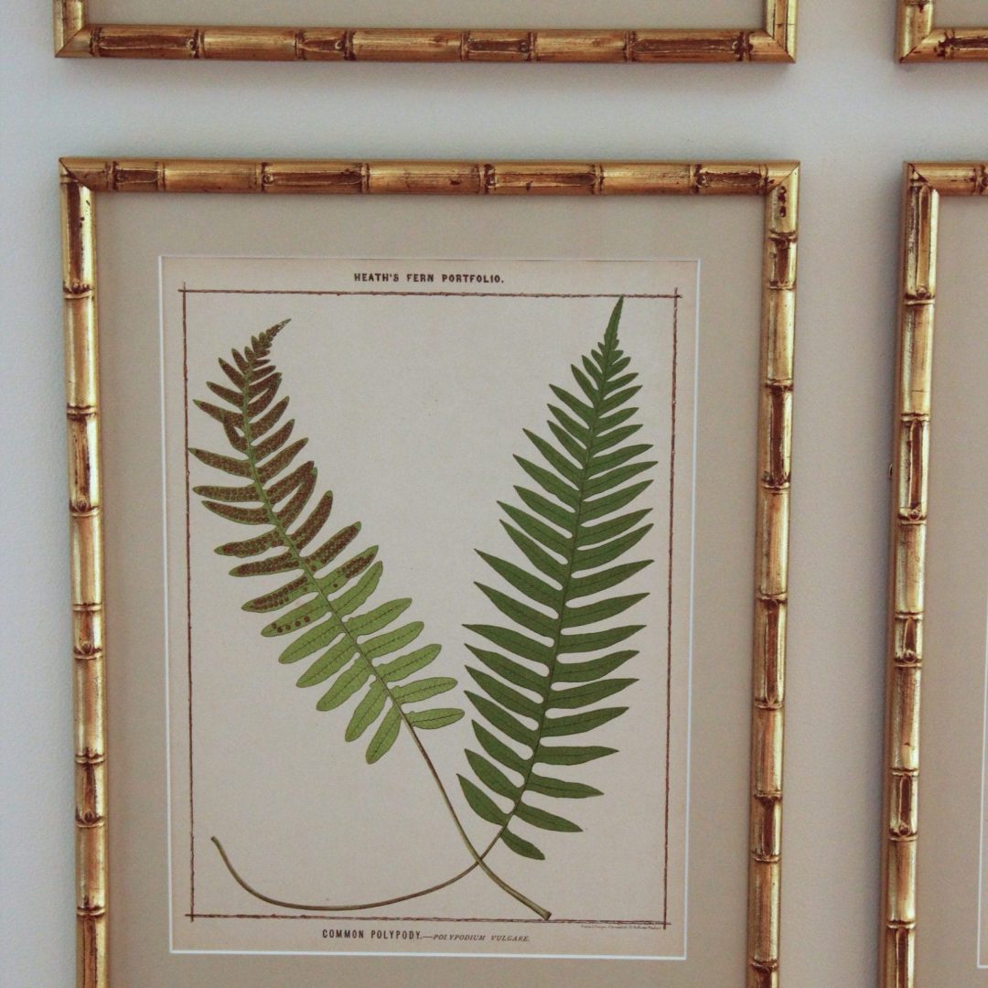 Ferns201B-2.jpg