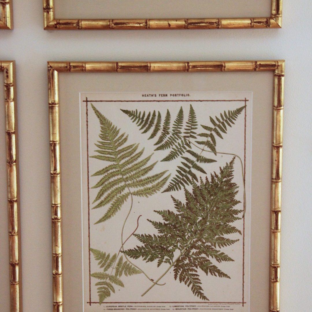 Ferns201B-3.jpg