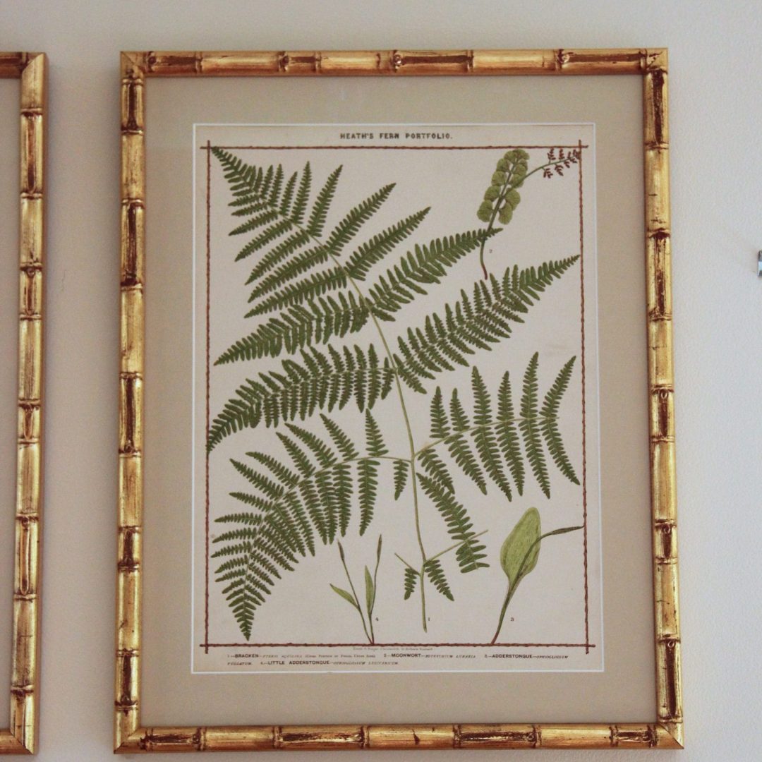 Ferns201B-4.jpg