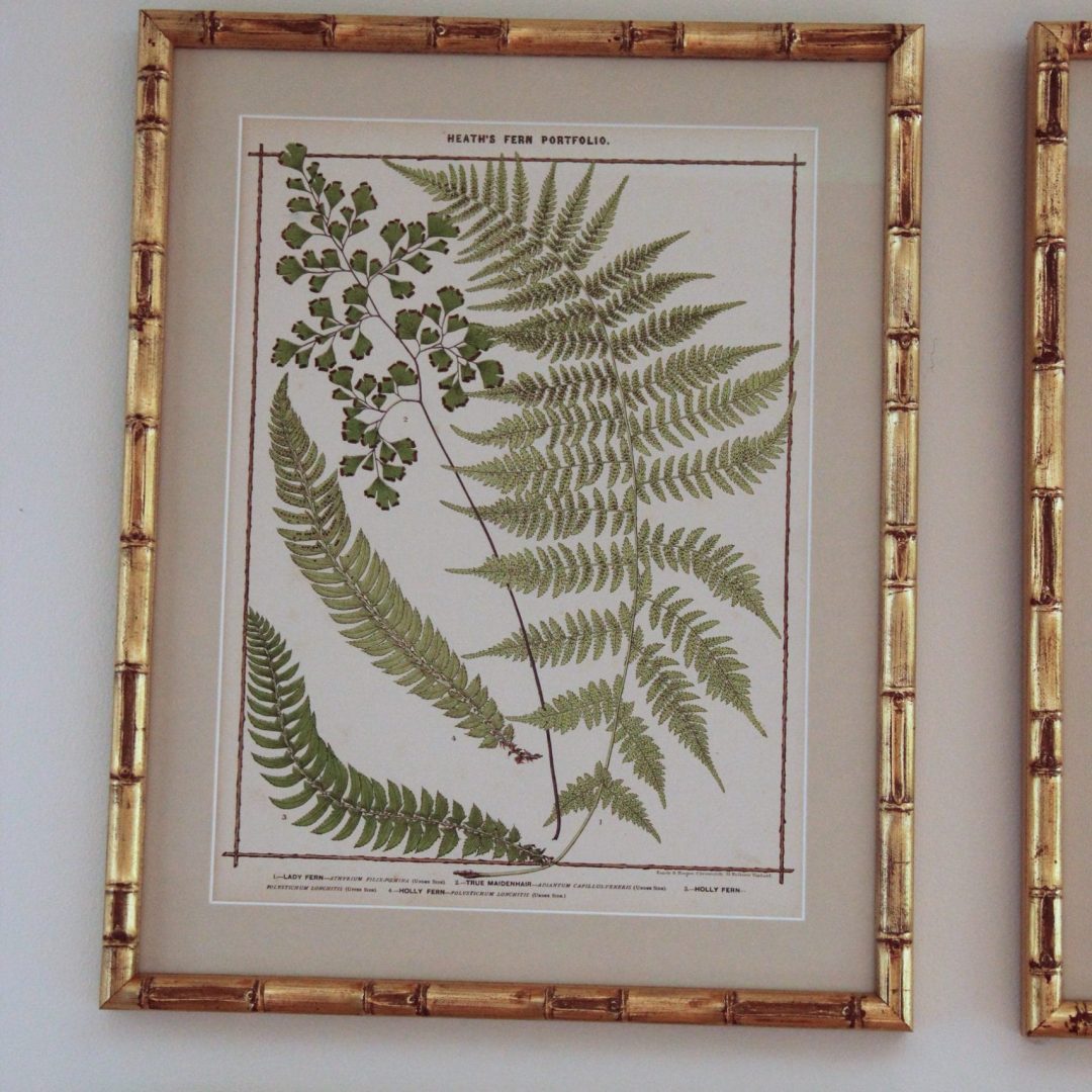Ferns201B-5.jpg
