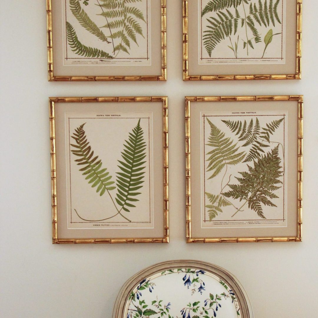 Ferns201B-7.jpg